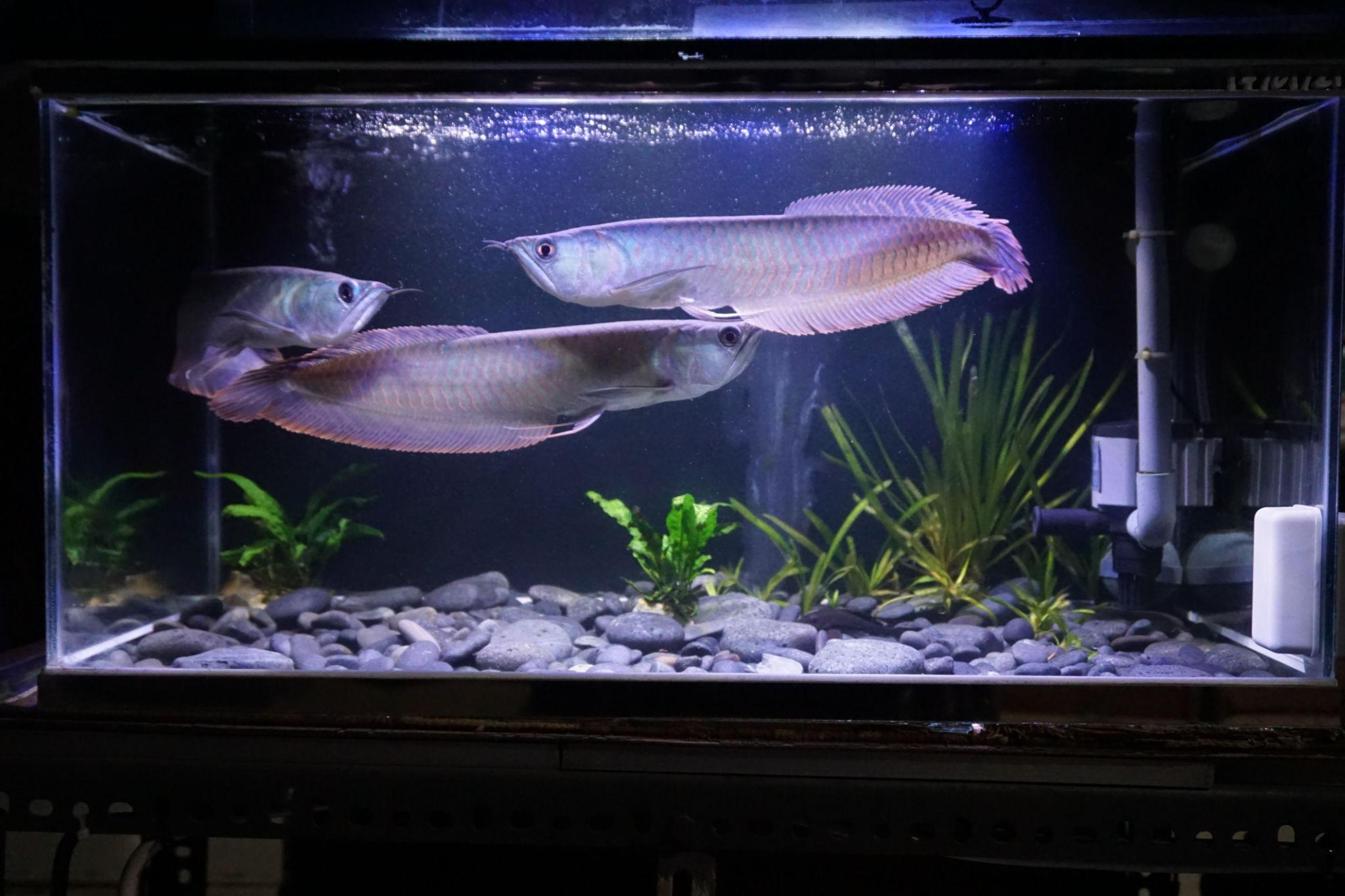 Cardinal Tetra